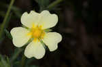 Sulphur cinquefoil